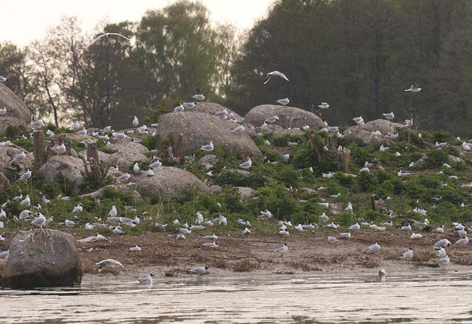Skrattmås: De första skrattmåsarna var på plats redan i början av mars. I mitten av månaden fanns 1000 ex på ön. Den 24/3 sågs 1500-2000 ex och därefter anlände allt fler måsar.