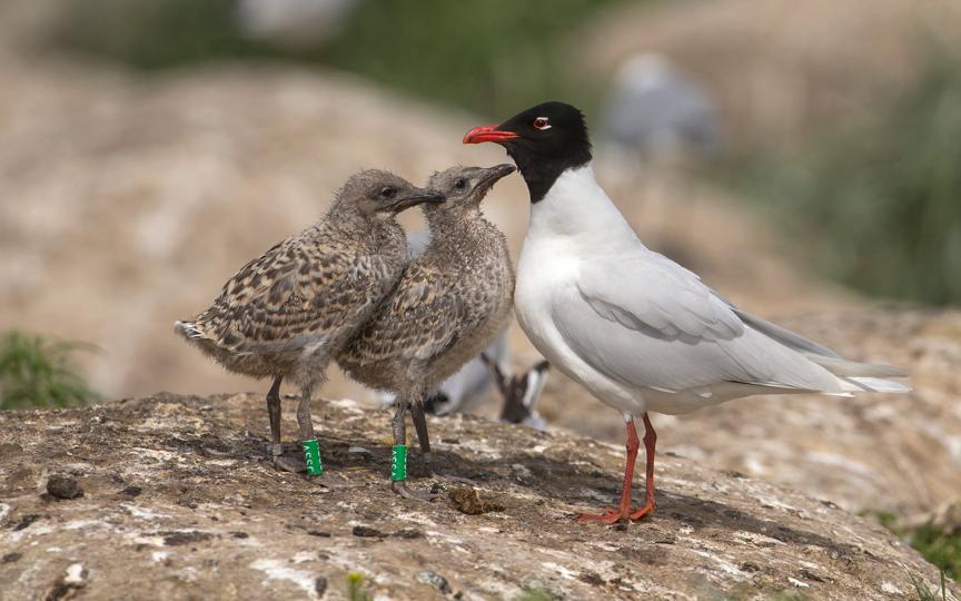 Svarthuvad mås: Den svarthuvade måsen är en nykomling i vår fågelfauna och den har på Falkaholmen häckat regelbundet de senaste åren.