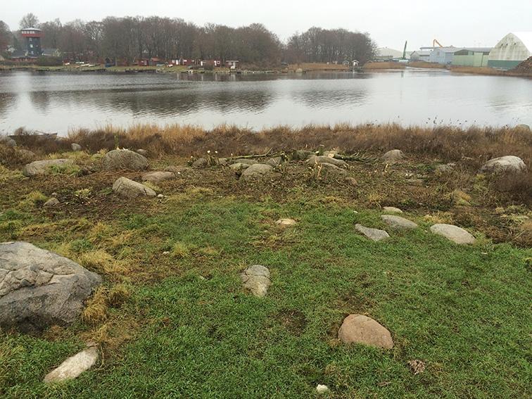Röjning/underhåll av Falkaholmen: Inför häckningssäsongen 2016 slogs högörtvegetationen med lie på cirka 25 % av öns yta för att erbjuda skrattmåsarna lämpligt bounderlag.
