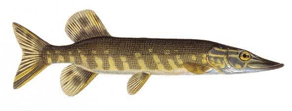 Gädda (Esox