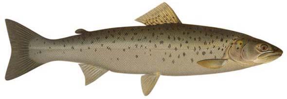 (Salmo trutta)