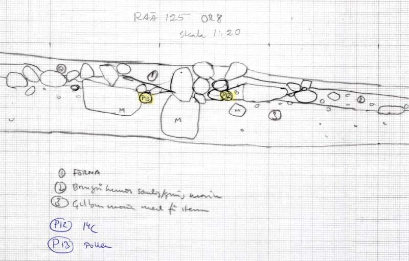 P19 Odlingsröse 8: P13