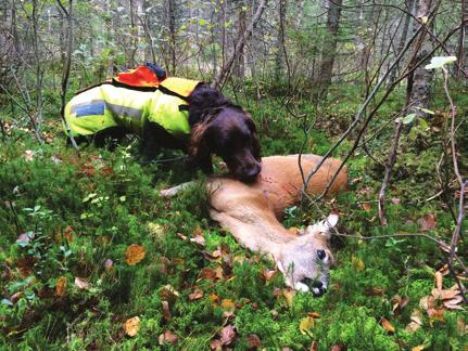 Skyddsvästen ökar risken för att hunden blir för varm om det är varmt ute men den kan samtidigt kyla ner hunden om den blir blöt och det är kallt ute.