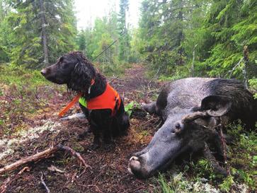 Sammanfattning Det finns och har funnits wachtelhundar som jagar/jagat vildsvin väldigt bra och inte alls varit skadade särskilt mycket utan skyddsväst, så kanske ska man prova sin hund innan man tar