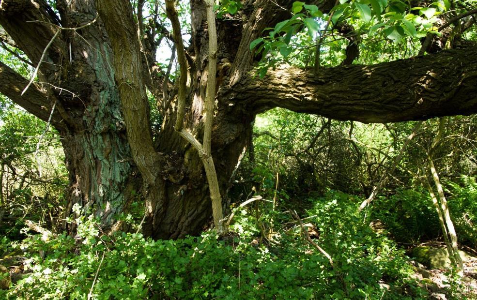 5 Stor sälg inne i dunge 3 Mellan dungen och