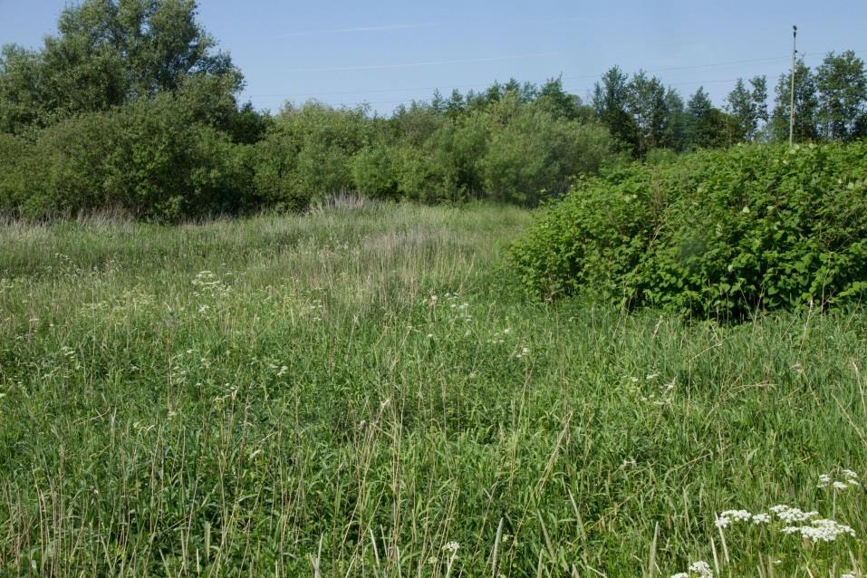5 Våtmarken i anslutning till diket öster om järnvägen Grävd damm strax NÖ objekt 8 Även väster om