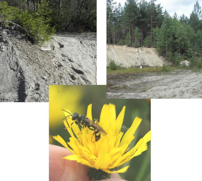 Sand- och grustäkter i Eda kommun Rapport från