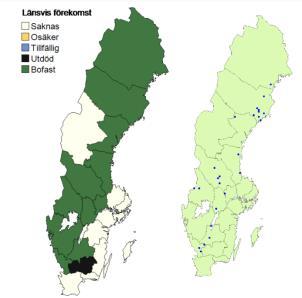 förgätmigej. I kanterna växer en hel del ljung. En del av rasbranterna skuggas av tall, björk, lupin och enstaka videbuskar. Uppe i tallskogen märks lingon och renlavar.
