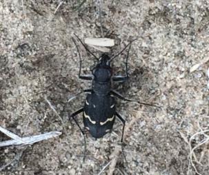 Virvelvägstekel (Arachnospila opinata) är en 7 11 mm lång stekel med svart kroppsfärg sånär som på att främre halvan av bakkroppen som är orangefärgad. Vingarna är mörkt genomskinliga.