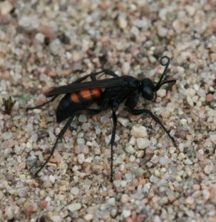 kleptoparasiter på andra biarter. Honor av parasiterna tränger in i och lägger ägg i de pollensamlande arternas bon vars egna ägg eller larver dödas.