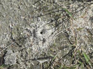 Bland de solitärbin som påträffades i täkterna är arter i släktena gökbin (Nomade), blodbin (Sphecodes) och kägelbin (Coelioxys) parasiter.
