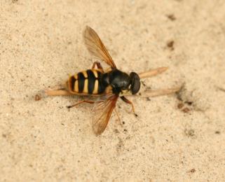 Under rubriken övriga gaddsteklar i tabellen ovan finner vi bl.a. getingar (Vespidae) och guldsteklar (Chrysididae).