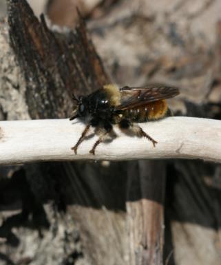 Parasitflugor (Tachinidae) är en till utseendet mycket varierad grupp men påminner ofta om ovanligt borstiga husflugor.