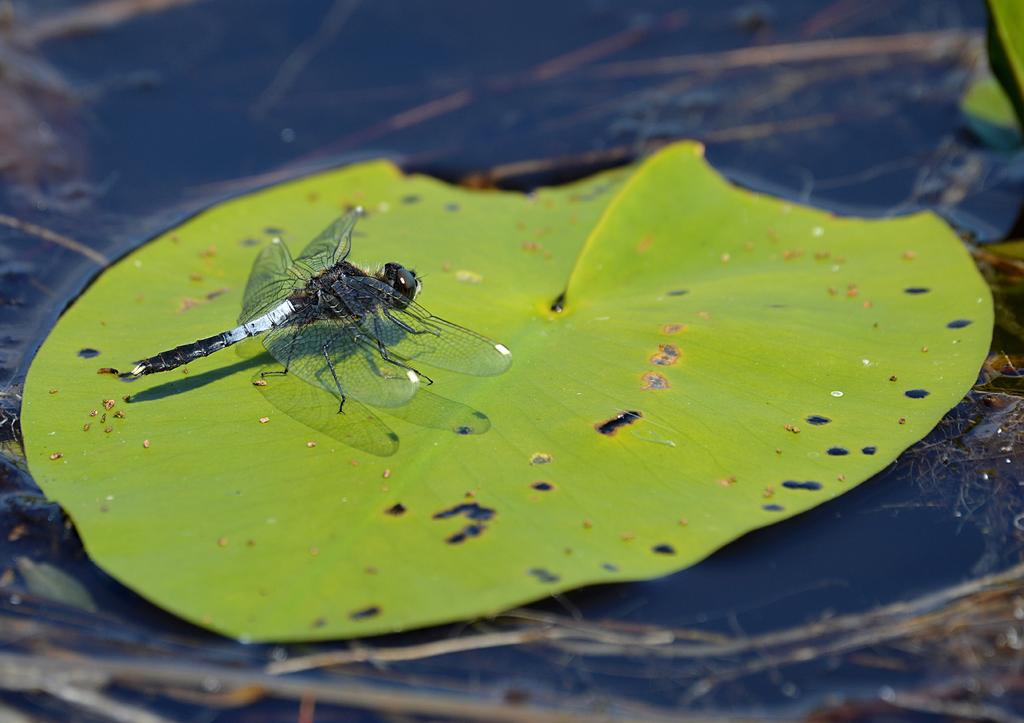 Faunaväkteriet uppmärksammar BRED KÄRRTROLLSLÄNDA Leucorrhinia