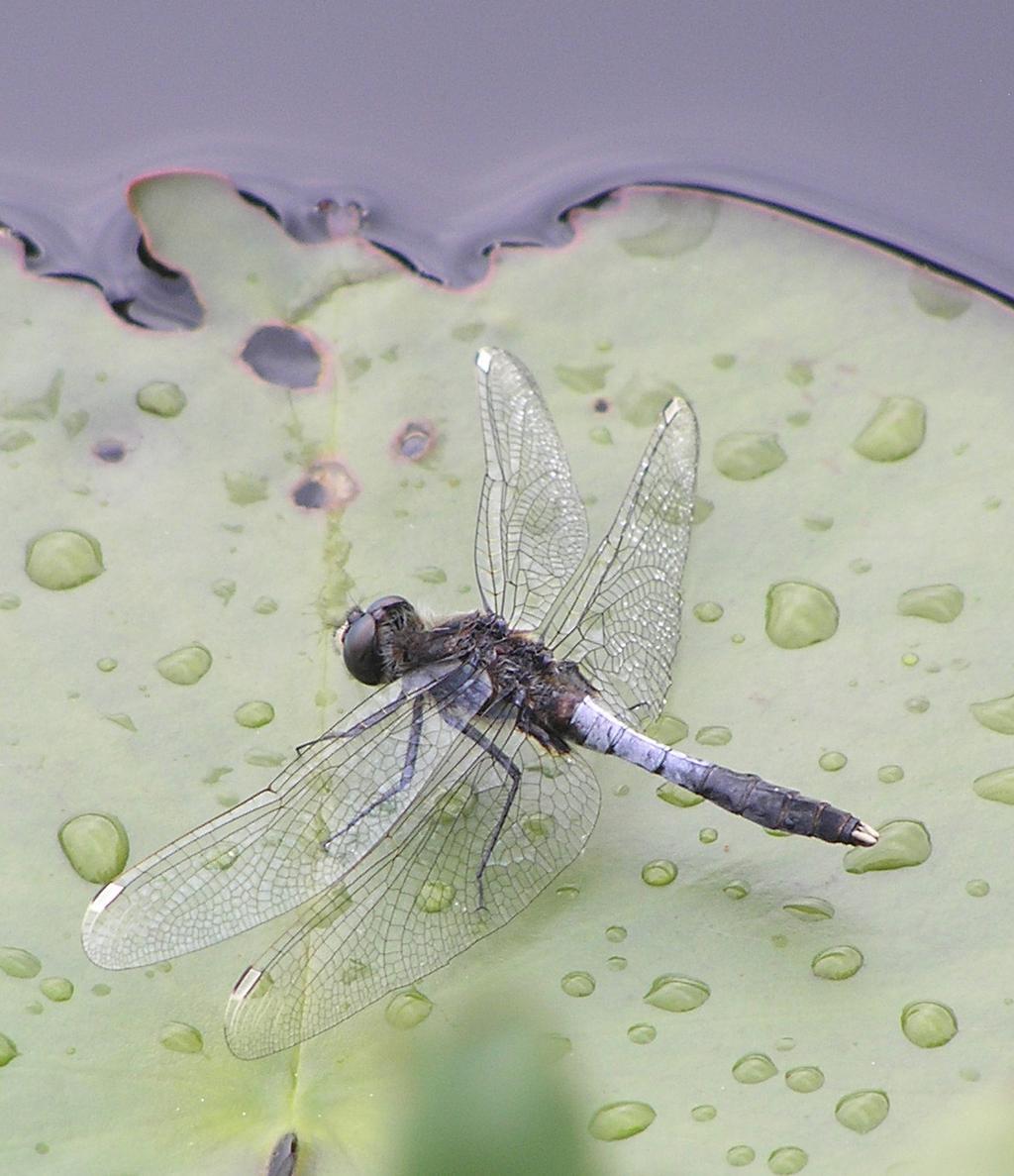 Bred kärrtrollslända Leucorrhinia caudalis LC Bred kärrtrollslända är en på många håll i Sverige ovanlig art men förekommer mer allmänt i östra Mellansverige.