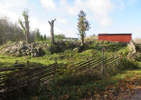 gärdesgård och hamlade träd.