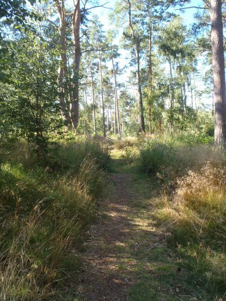 GRÖNOMRÅDE 29 Fastighet(er): Västra Mellby 7:1, söder om Svampvägen, norr om Grönatorgsvägen. Storlek: ca. 0,9 hektar. Bedömning Bebyggelse möjlig, om vissa åtgärder vidtas.