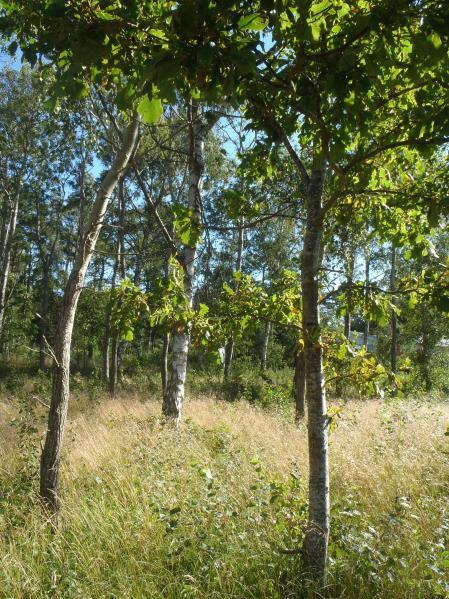 Områdets dagvattenhantering bör lösas, förslagsvis skulle detta kunna samspela med grönområde nr 37. Naturvärden Klass 3.