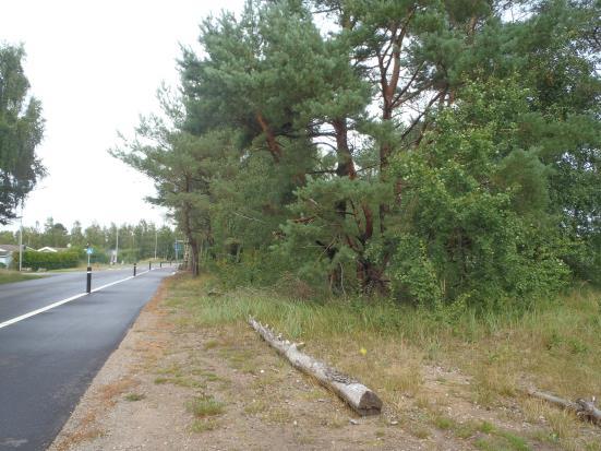 Området utgör även ett grönstråk med intilliggande grönområden, ex. bör de stråk som löper i ost-västlig riktning tillsammans med grönområdena nr 161 och 162 bevaras.