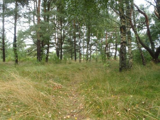 Området berörs av åkermark som ingår i åkermarksklassificeringen från 1970-talet. Därför bör detta belysas i samband med detaljplanearbetet. Naturvärden En del yngre tall, delar med fin ljunghed.