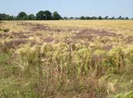 Slutsatser ogräs Antalet selektiva ogräsmedel mot ogräs är begränsat. Få effektiva herbicider, utbredd resistens. UK, resistant populations of renkavle on 2,000 farms.