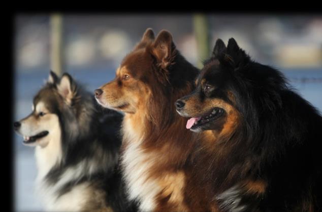 Den Finska Lapphunden Samerna har länge använt Finsk lapphund-liknande hundar till att valla och vakta renarna.
