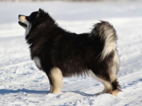 I hemlandet Finland tog en finsk lapphund från Sverige silvermedalj i VM i räddning.