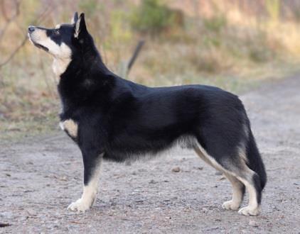 SVENSK LAPPHUND Den Svenska lapphunden ska vara livlig, vaksam, vänlig och