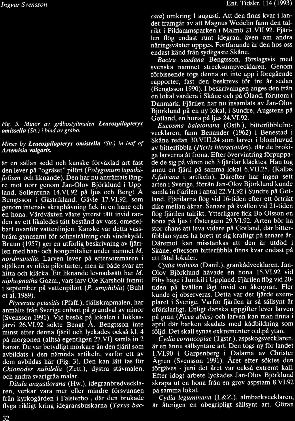 Ingvar Svensson 5 Fig. 5. Minor av grdbostyltmalen Leucospilapteryx omissella (Stt.) i blad av grdbo. Mines by Leucospilapteryx omissella (Su.