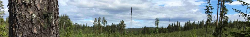 år. Skogsvårdslagen På brukningsenheter med upp till 100 hektar