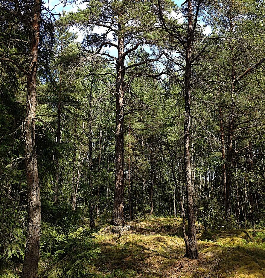 av Råbergsskogens