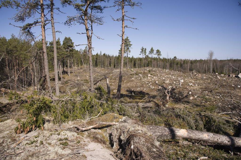 15 (20) Skötselområde D; Hygge/ungskog - 1,0 ha Beskrivning: Bevarandemål: Hygge med sparade träd på hällmarker. Hygget har inte planterats.