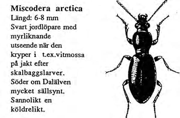 BILDER AV