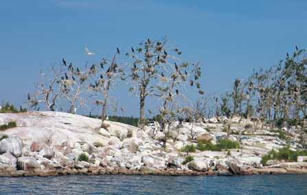Sexton års övervakning vad har hänt? 11 De flesta av Vänerns storskarvar häckar på fågelskär med kolonier av trutar och andra sjöfåglar.