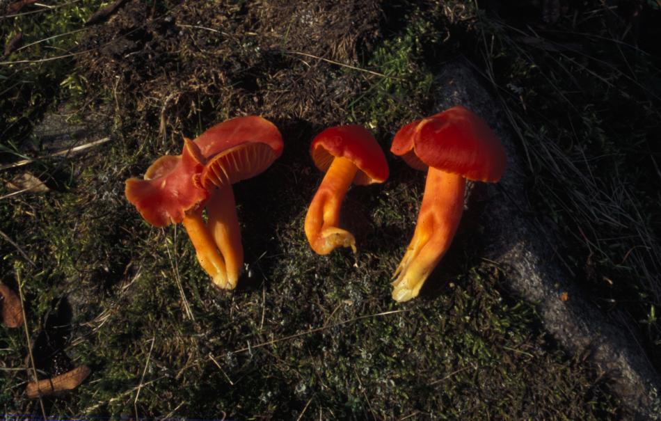 Fig. 3. Praktvaxskivling (Hygrocybe splendidissima) växer i Stenbrohult endast på slåtterängar som hävdats med sen slåtter under många år. Höö i oktober 2001.