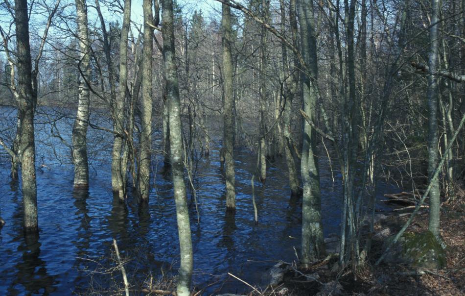 Fig. 1. Naturskogen längs sjön Möckeln, som har en naturlig vattenfluktuation med en amplitud på ca 1,5 meter, är en viktig biotop för rödlistade arter. Bl.a. ansvarsarten hårklomossa (Dichelyma capillaceum) förekommer ställvis rikligt i denna svämskog.
