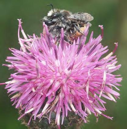 blomsterbin Melitta. I Sverige är alla arter pollensamlande och alla är specialiserade på kärlväxtpollen från väddväxter, blåklockor, lusern, fibblor och fackelblomster.