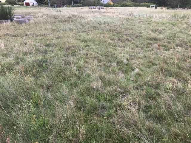 08. Hed bollplan Mälarhusen sgrupp Högsta naturvärde - naturvärdesklass Sandmiljö Grässandhedar Förekommer Natura 2000 : Naturanaturtyp med ej gynnsamt tillstånd Gammal fd hävdad mark som tyvärr