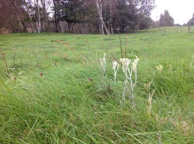 26. Grässandhedar sgrupp Högsta naturvärde - naturvärdesklass Sandmiljö Grässandhedar Förekommer Natura 2000 : Naturanaturtyp med ej gynnsamt tillstånd En grässandhed som är välhävdad men näringsrik.
