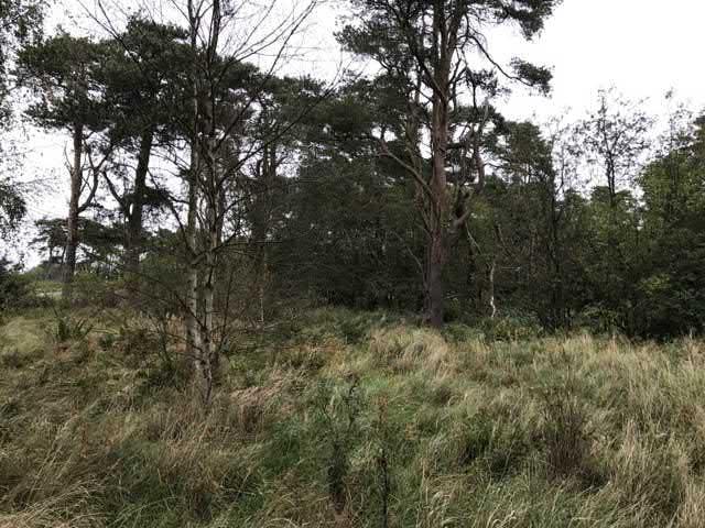 34. Talläng syd Kovängsv. sgrupp Visst naturvärde - naturvärdesklass 4 Igenväxningsmark känd förekomst Natura 2000 : Icke Naturanaturtyp Gräsmark som växer igen med högt gräs och sly.