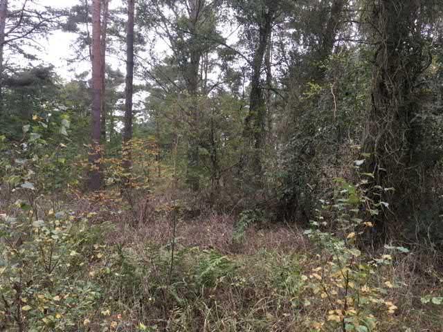 97. Tallplantering sgrupp Visst naturvärde - naturvärdesklass 4 Boreal skog Barrblandskog känd förekomst Natura 2000 : Icke Naturanaturtyp Gles tallplantering med riklig undervegetation av