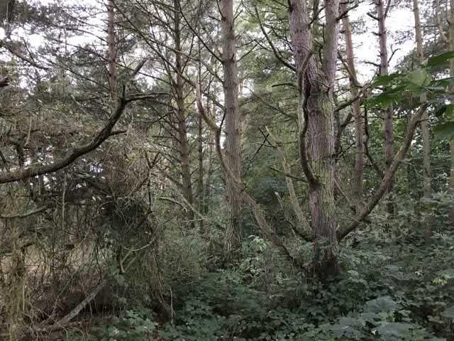 37. Skog syd kraftstation sgrupp Visst naturvärde - naturvärdesklass 4 Boreal skog Tallskog känd förekomst Natura 2000 : Icke Naturanaturtyp Tallskog som egentligen är igenväxningsvegetation på