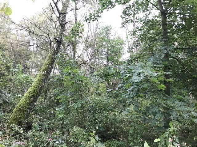 42. Björkskog Ost Borrbykors sgrupp Påtagligt naturvärde - naturvärdesklass 3 Boreal skog Triviallövskog känd förekomst Natura 2000 : Icke Naturanaturtyp Triviallövskog med björkdominans.