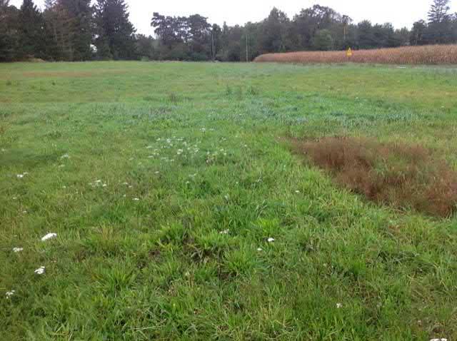 50. F d hävdad mark sgrupp Visst naturvärde - naturvärdesklass 4 Igenväxningsmark F d hävdad mark känd förekomst Natura 2000 : Icke Naturanaturtyp Öppen igenvuxen gräsmark.