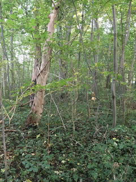62. Lövskog sgrupp Påtagligt naturvärde - naturvärdesklass 3 Ädellövskog känd förekomst Natura 2000 : Icke Naturanaturtyp Ädellövskog. Rester av en äldre almskog.