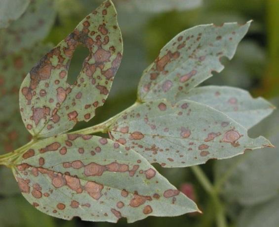 (disease, pest and weeds)