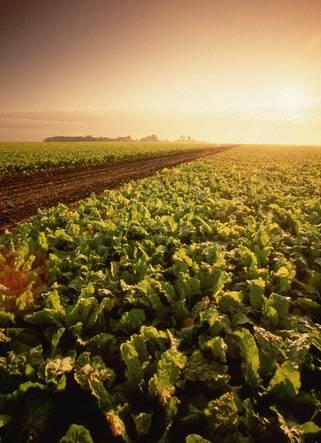 En spännande utmaning för hela näringen 20-20 20 Nordic Sugar Agricenter NBR &
