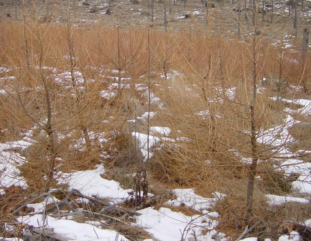 Bild 4. Hybridlärk tre växtsäsonger efter plantering (Hallarp, 45 km öster om Halmstad). Flera av plantorna har dålig form till följd av betning, fejning och angrepp av snytbagge (Foto PM Ekö) 2.