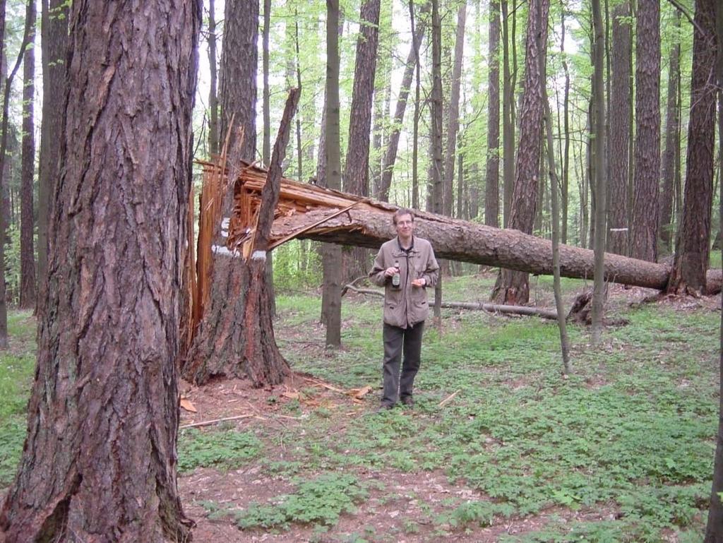 Bild 7. Litauen 2002. Hundraårig sibirisk lärk kräver sin tribut. (Foto PM Ekö) 4.