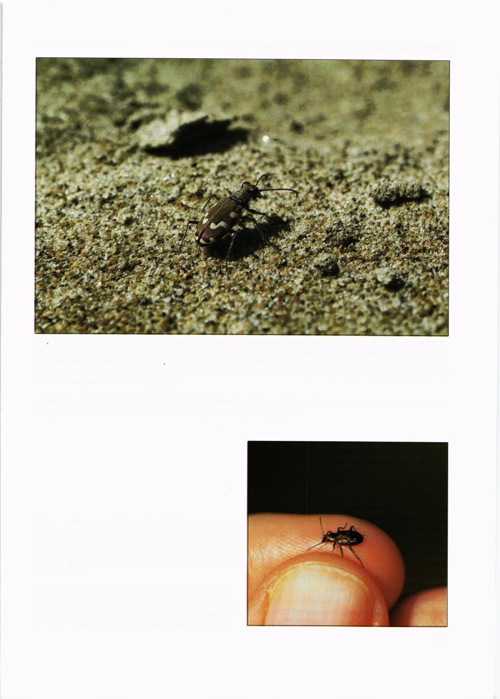 Ent. Tidskr. ll8 (1997) Strandskalbaggar biologisk mdngfald och reglering av smd vattendrag Fig 5. Strandsandjrigaren Cicindela maritima liknar den bruna sandjtigaren, men kdnns igen bl.a. pri att det mellersta ljusa bandet pd tdckvingarna har en mera nrir vinkel.